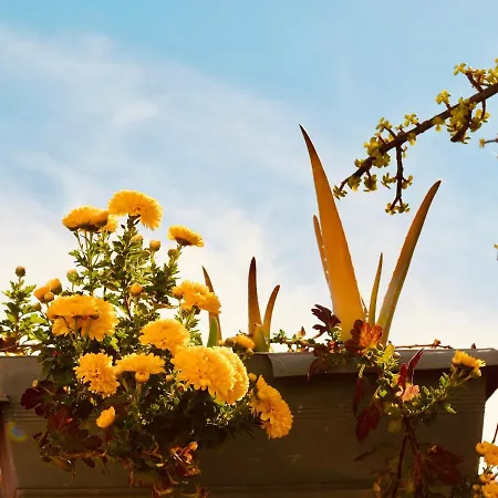 Backpacker Al-katre Panzió